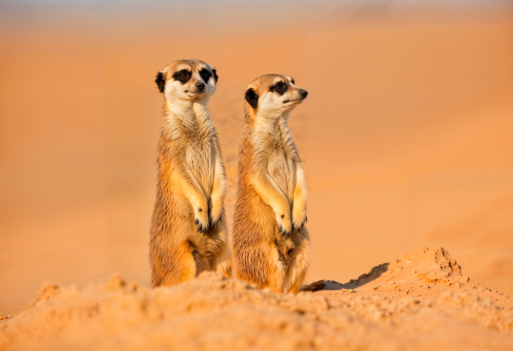 Meerkats